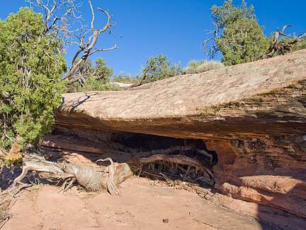 Juniper Root Arch, Gold Bar Canyon near Moab, Utah